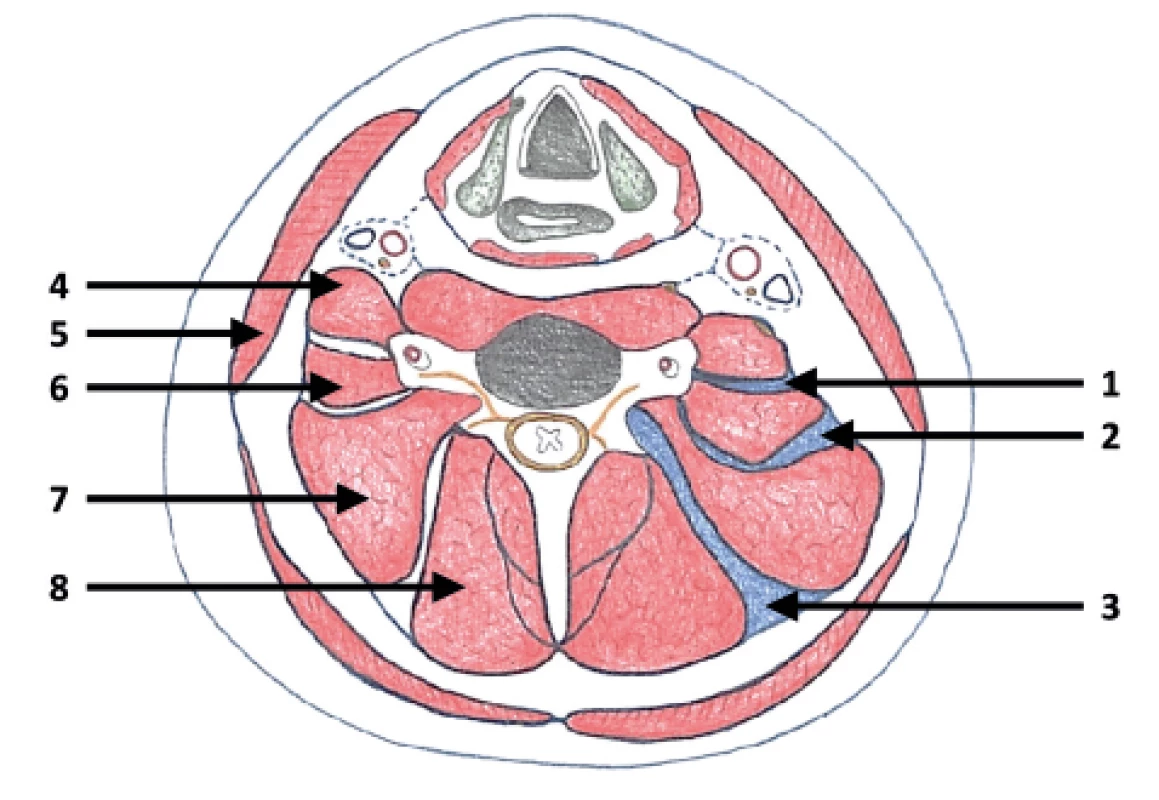 Schematický řez střední částí krku