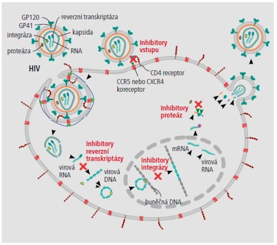 Schematický popis mechanismu čtyř tříd dostupných antiretrovirových léků proti HIV. [Upraveno podle:
https://www.scistyle.com/]