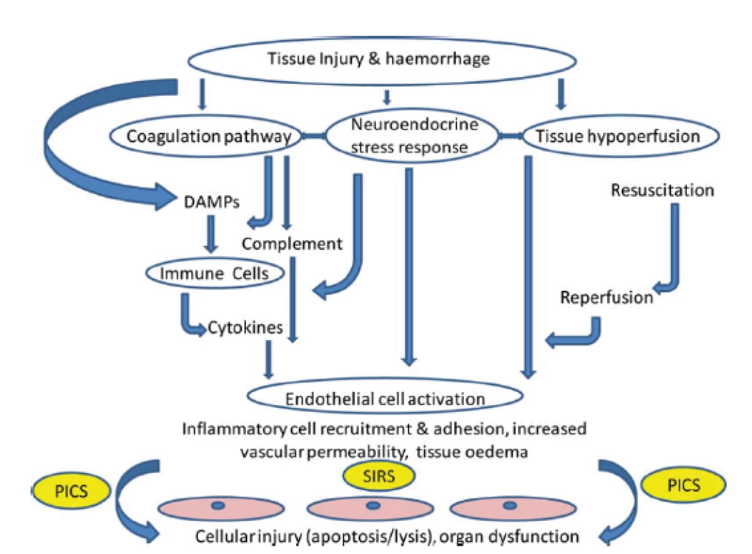 Paths leading to tissue and organ damage following trauma.
Target tissues are endothelial cells. SIRS: systemic inflammatory response
syndrome; DAMPs: damage-associated molecular patterns;
PICS: persistent inflammation, immunosuppression and catabolism
syndrom. According to J. M. Lord et al. Lancet 2014