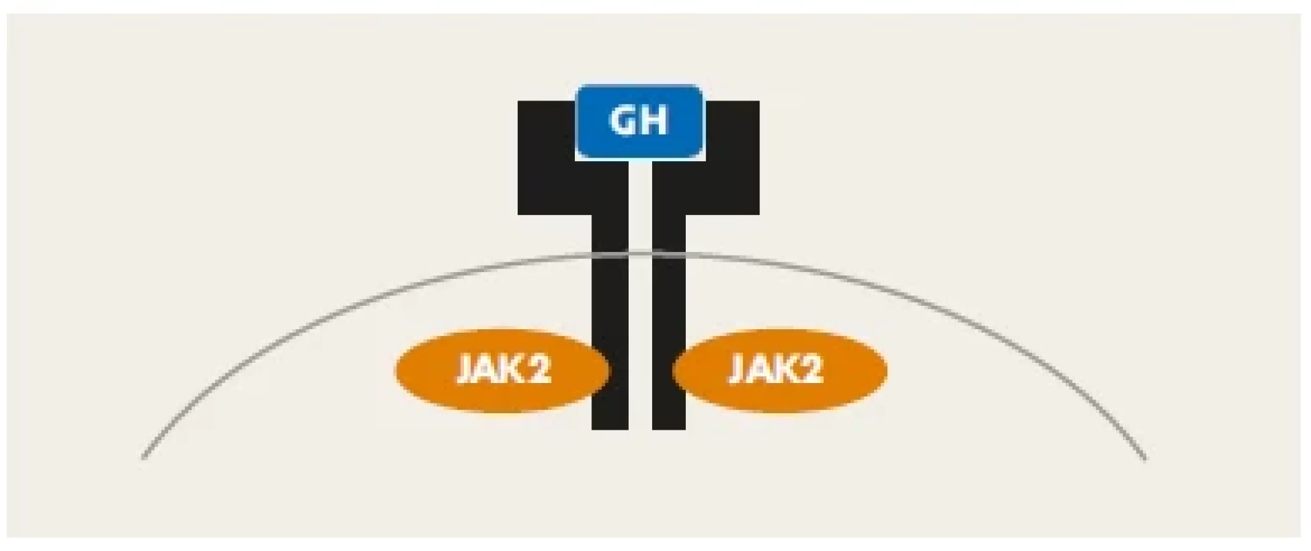 Homodimer receptoru pro růstový hormon. Vazbou molekuly
růstového hormonu (modře) se spouští JAK-STAT signalizační
kaskáda, která přenese informaci do buněčného jádra, kde změní
transkripční chování buňky.
