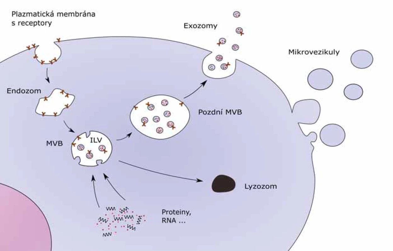 Biogeneze exozomů.<br.
ILV – intraluminální váčky, MVB – multivezikulární tělísko