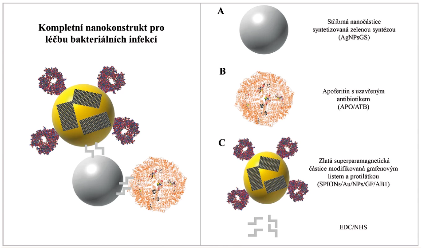 Schéma antibakteriálního nanotransportéru pro senzitivní a specifické zacílení na bakteriální buňky S. aureus<br>
Nanotransportér je tvořen ze tří samostatných celků: Stříbrná nanočástice syntetizovaná zelenou syntézou (AgNPsGS) (A),
apoferritinová klec s uzavřeným antibiotikem (APO/ATB) (B), zlatá superparamagnetická částice SPION modifikovaná grafenovým
listem a protilátkou (SPIONs/Au/NPs/GF/AB1) (C). Jednotlivé části jsou spojeny vazebným polymerem EDC/NHS.