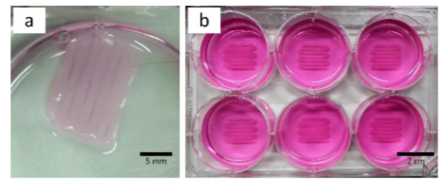 Printed meandering structure detached from
surface without PEI and laminin coating (a, culture
medium was removed) and same structure on coated
surface to guarantee tissue adhesion (b, culture medium
present).