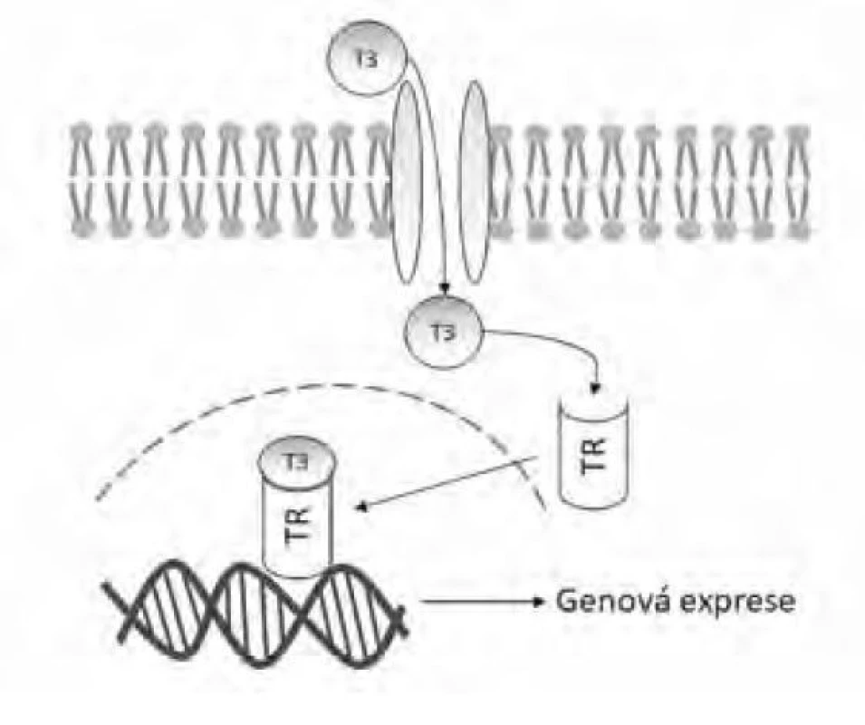 Mechanismus účinku trijodotyroninu (T3) přes vazbu na cytoplazmatický
receptor tyreoidálních hormonů (TR)