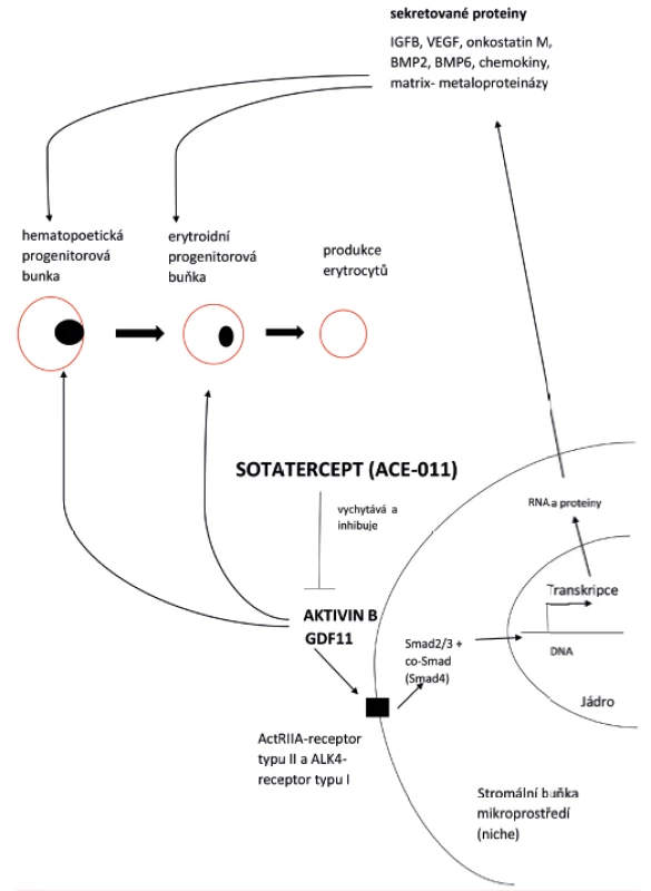 Mechanismus působení sotaterceptu (ACE-011)
na hematopoetickou progenitorovou buňku a erytroidní
progenitorovou buňku diferencující na erytrocyty inhibicí signální
dráhy GDF 11 a aktivinu B ve stromální buňce mikroprostředí
(niche)<br>
Sotatercept zvyšuje expresi angiotensinu II a IGFBP 2 ve
stromálních buňkách kostní dřeně a stimuluje erytroidní
progenitorové buňky. Naopak, sotatercept snižuje expresi VEGF,
onkostatinu M, BMP 2 a IL-6. VEGF je inhibitorem erytroidní
diferenciace. IGFB – vazebný protein pro insulinový růstový faktor;
VEGF – vaskulární endoteliální růstový faktor; onkostatin M (OSM)
– cytokin z rodiny IL-6 s četnými funkcemi (hematopoéza, zánět,
nervový systém), BMP – kostní morfogenetické proteiny
