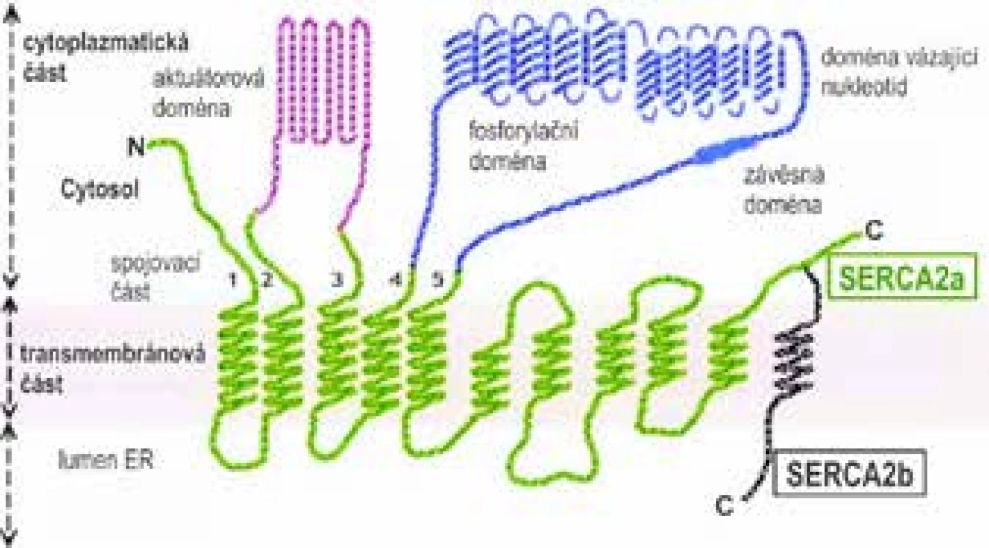 Schéma struktury proteinu SERCA2