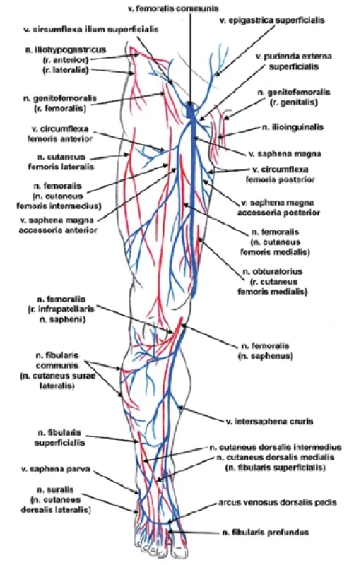 Žíly a nervy dolní končetiny zepředu