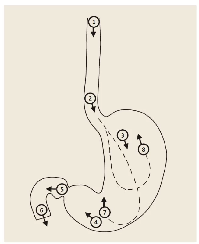 Schéma základní fotodokumentace při gastroskopii.<br>
1 – orální jícen, 2 – jícen s gastro-ezofageální funkcí, 3 – tělo žaludku, 4 – antrum
žaludku, 5 – bulbus duodena, 6 – D2 duodena, 7 – angulární řasa, 8 – fundus žaludku
v retroflexi.<br>
Fig. 1. Scheme of basic photo documentation in gastroscopy.<br>
1 – oral esophagus, 2 – esophagus with gastro-oesophageal function, 3 – gastric
body, 4 – gastric antrum, 5 – duodenal bulb, 6 – D2 duodenum, 7 – angular fold,
8 – gastric fundus in retroflex position.