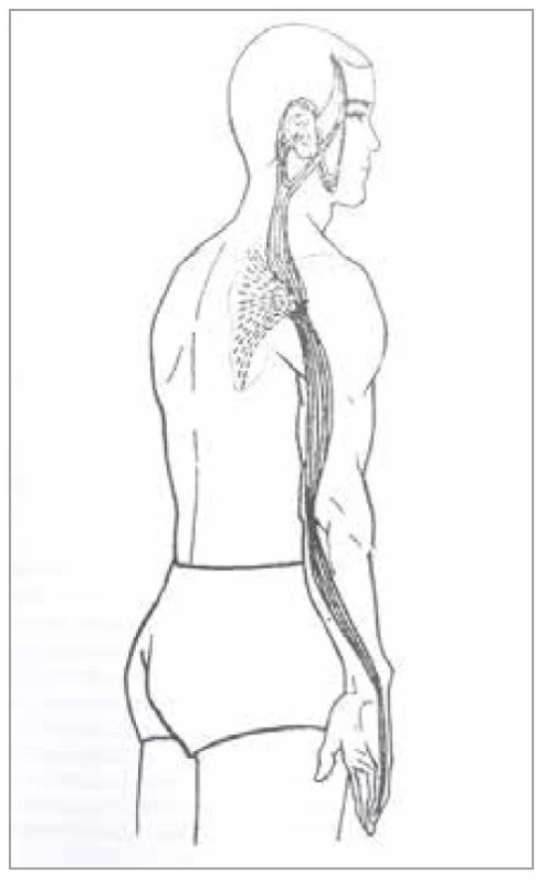 Šľachovo-svalová dráha<br>
tenkého čreva
Fig. 11. Tendon-muscle path of the
small intestine
