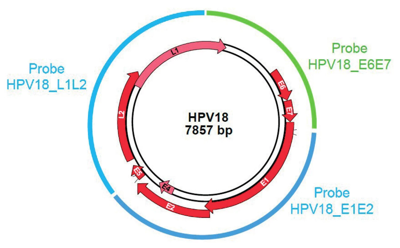 GMC probe location on HPV genome – Example of HPV18.