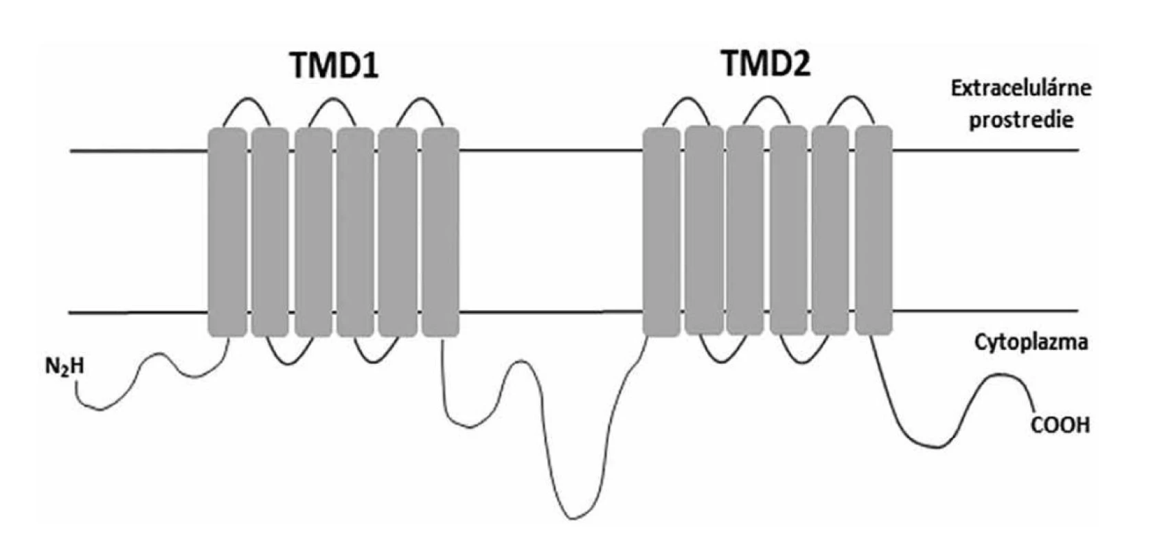 Schématické znázornenie štruktúry MFS permeázy<br>
Figure 3. Diagrammatic representation of the MFS permease structure
