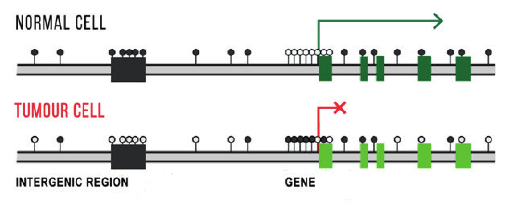  Schematic illustration of differences in DNA methylation in gene promoters,
in extragenetic and intragenetic regions in a normal and tumour cell. Methylation in extragenetic regions protects the cell against chromosome instability, the
tumour cell has a reduced number of methyl groups in this region. Active genes
do not have methylated promoters, unprescribed genes have them hypermethylated. Methylated CpG inucleotides are indicated by a black dot, non-methylated
CpG dinucleotides by a white dot. 