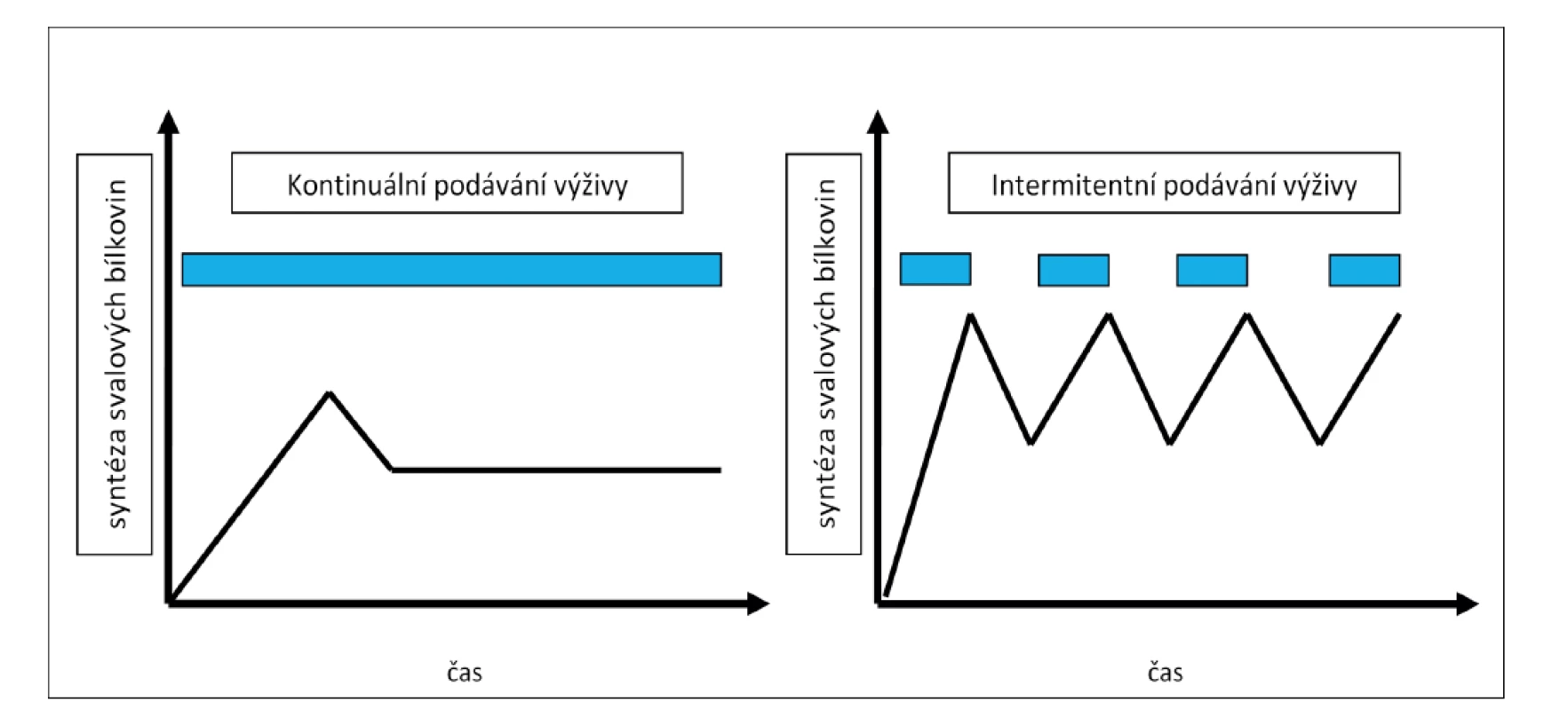 Grafické znázornění „muscle full“ efektu při kontinuálním a intermitentním podávání výživy<br>
Fig. 2: Graphic visualization of the “muscle full“ effect with continuous and intermittent feeding