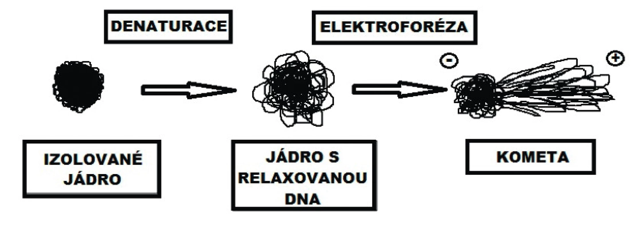 Změny v organizaci DNA po denaturaci (alkalické
rozplétání) a po elektroforéze