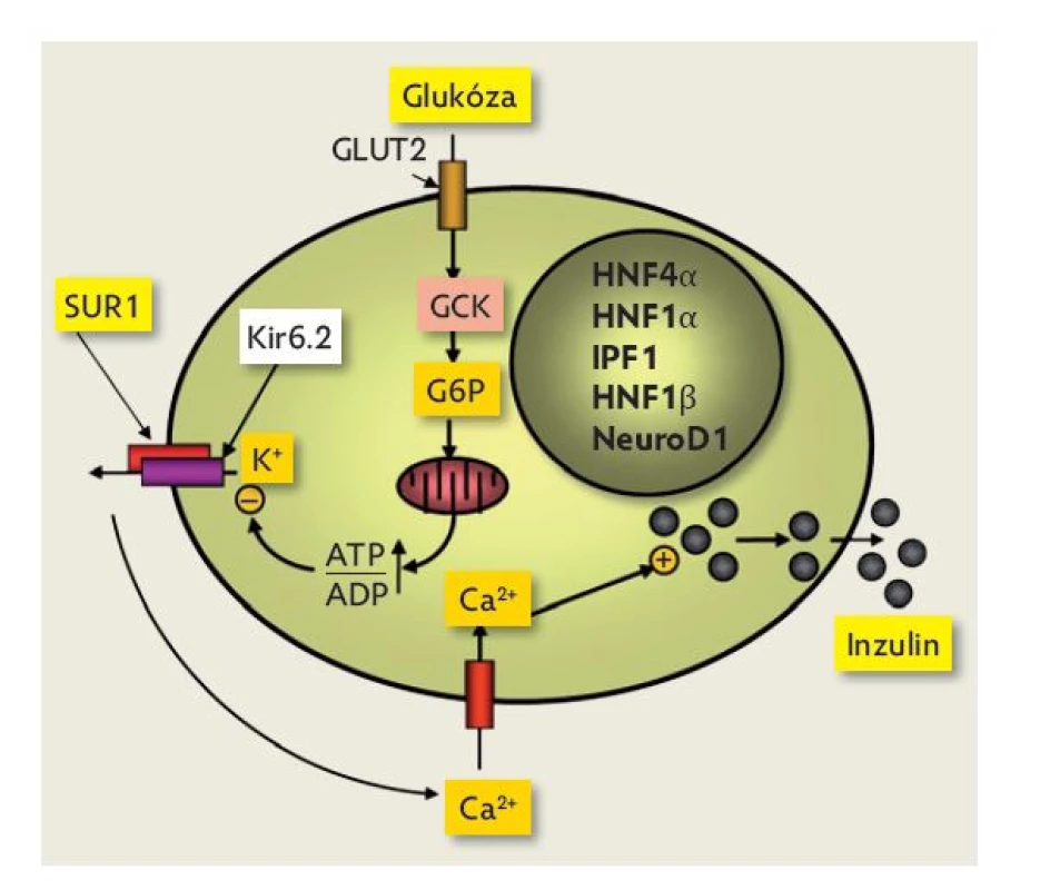 Základní funkce ?-buňky. Glukóza vstupuje do ?-buňky
glukózovým transportérem GLUT2 podle koncentračního
gradientu. Metabolismus glukózy v ?-buňce zahajuje enzym
glukokináza (GCK), který bývá s mírnou nadsázkou označován
jako „senzor“ ?-buňky pro glukózu. Metabolizace
glukózy následně probíhá v dalších krocích v mitochondriích
a vyústí ve zvýšení poměru ATP : ADP. Tento poměr je klíčovým
podnětem pro změnu konformace napěťově řízeného
draslíkového kanálu ?-buňky. Ten má dvě složky – vnitřní,
zvanou Kir6.2, a regulační, označenou jako SUR1 (sulfonylureový
receptor). Snížení prostupnosti draslíkového kanálu
depolarizuje buněčnou membránu, což otevře vápníkový
kanál a zvýší intracelulární koncentraci kalcia. To je poslední
podnět pro exocytózu inzulinu z intracelulárních granul.
Volně upraveno dle(10).