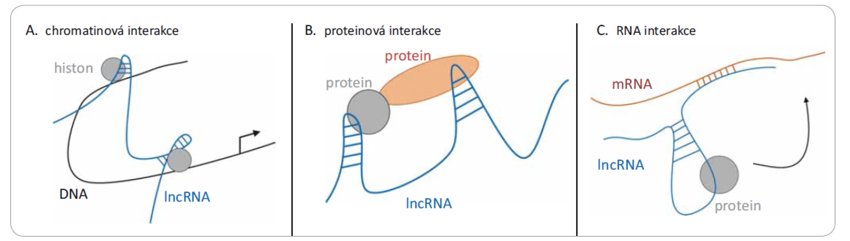 Tři různé mechanizmy působení lncRNA. Jedná se o interakce s: A) chromatinem (DNA), kdy dochází k remodelaci chromatinu
po vazbě lncRNA; B) různými proteiny, kde lncRNA může modulovat protein-proteinové interakce; nebo C) mRNA, kde dochází
k narušení translace.