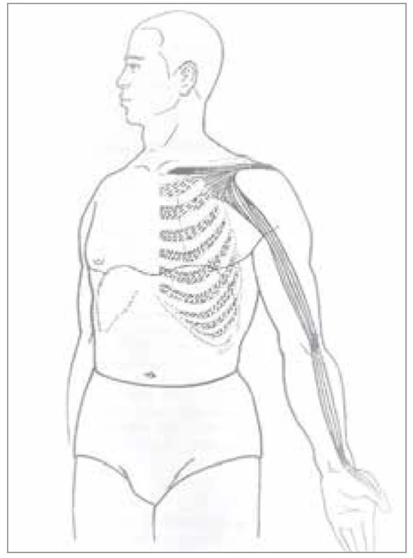 Šľachovo-svalová dráha pľúc<br><br>
Fig. 1. Tendon-muscle path of the lungs