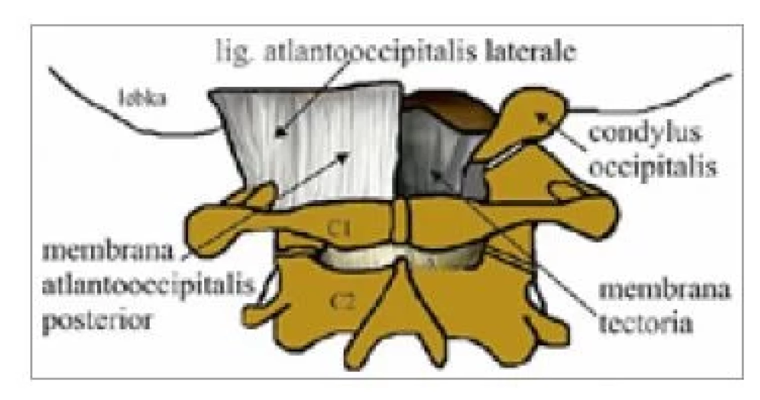 Suboccipitálne svaly (zdroj:
autori).<br>
Fig. 2. Suboccipital muscles (source:
authors).