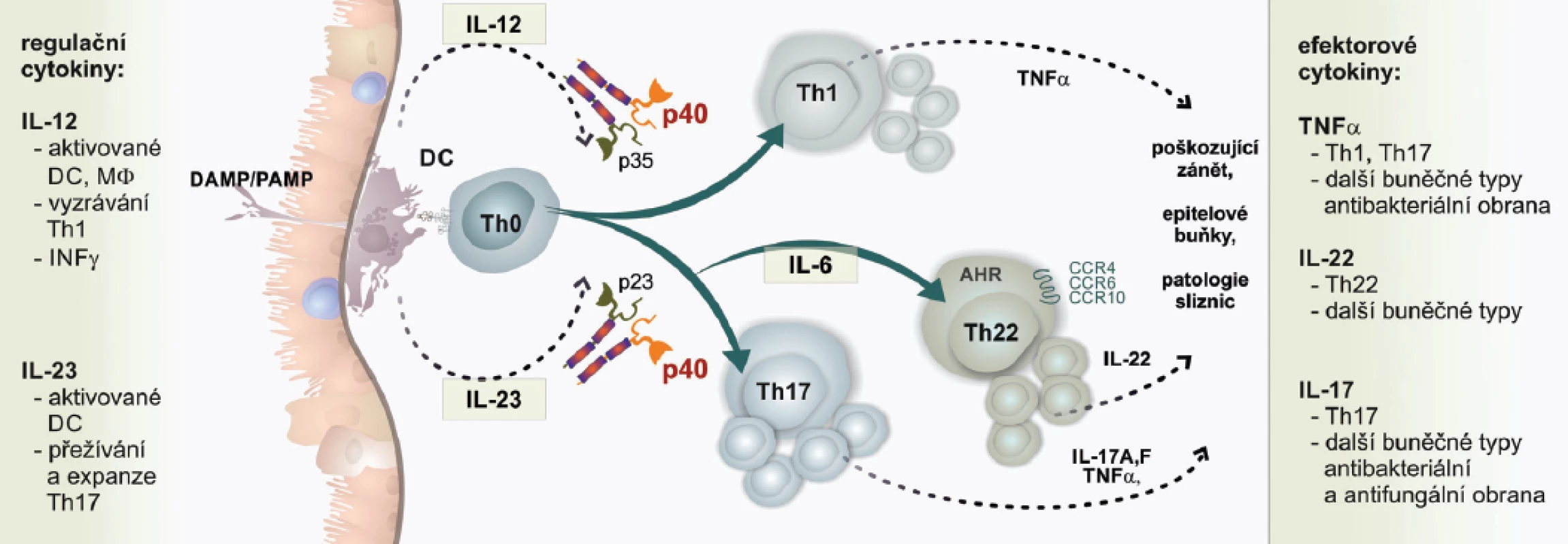 Cytokinová regulační osa IL-12/IL-23/IL-22 v imunopatogenezi psoriázy