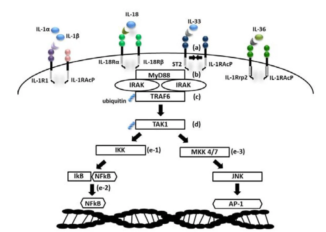 Prozánětlivá odpověď zprostředkovaná adaptorovým proteinem MyD88 a transkripčním faktorem NFkB