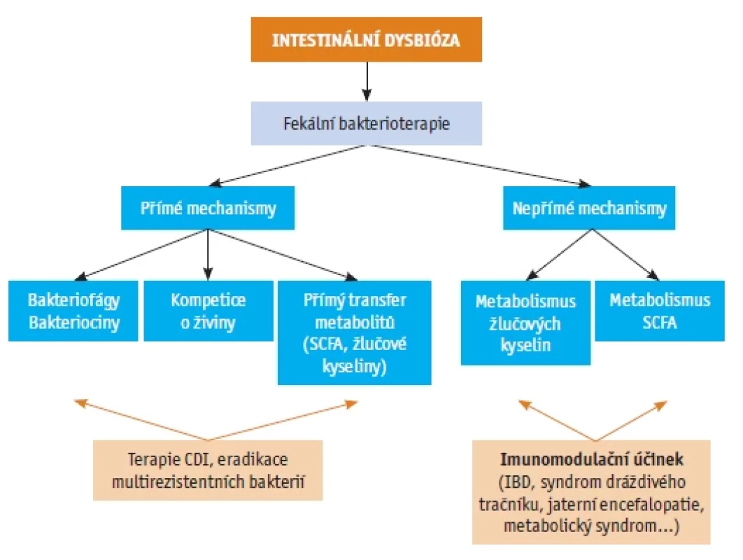 Přehled mechanismů účinku FMT(2) <br> 
short chain fatty acids (SCFA), inflammatory bowel disease (IBD)