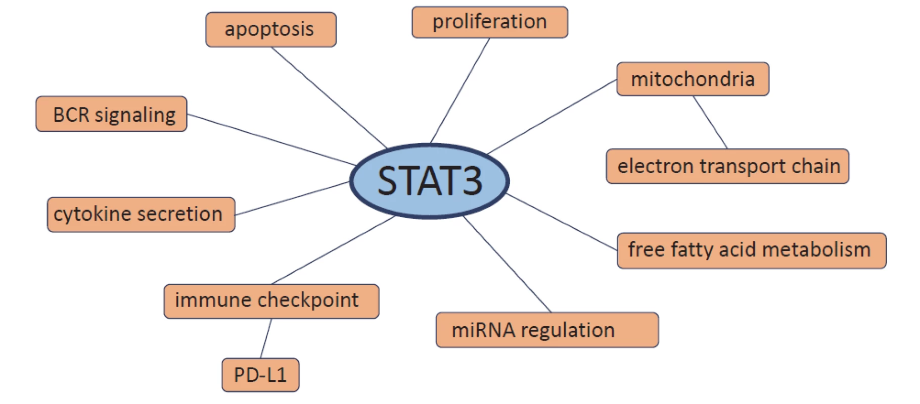 Processes in which STAT3 is involved in chronic lymphocytic leukemia cells.