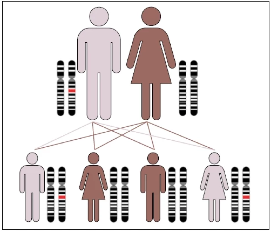 Princip dědičnosti u kardiovaskulárních onemocnění: nejčastěji se jedná o autosomálně dominantní dědičnost, kdy je přenos vlohy nezávislý na pohlaví a přímí příbuzní mají 50% pravděpodobnost nosičství dané vlohy.