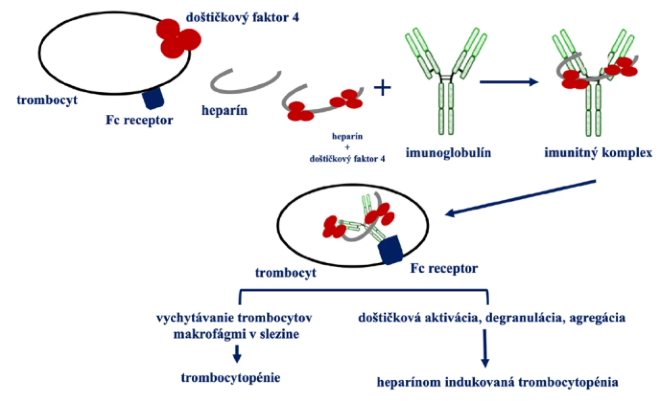 Zjednodušený patofyziologický model heparínom indukovanej trombocytopénie 