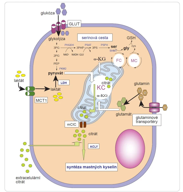 Metabolické dráhy používané nádorovými buňkami k navýšení hladin citrátu.
