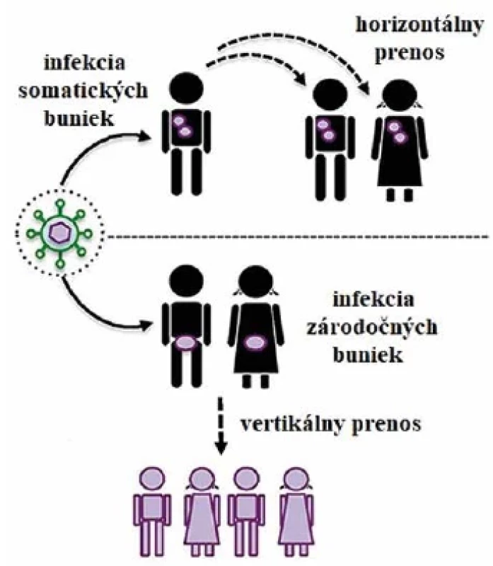 Rozdiel medzi horizontálnym a vertikálnym prenosom vírusu </br>Figure 1. Difference between horizontal and vertical transmission of the virus
