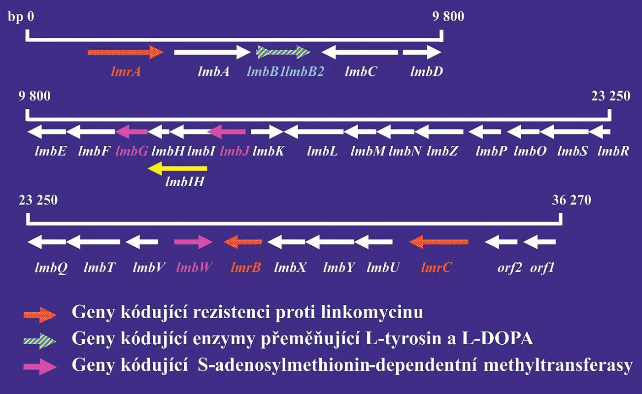 Linkomycinový genový klastr<br> Červeně jsou vyznačeny geny kódující rezistenci na antibiotika. Šrafovaně jsou vyznačeny geny kódující S-adenosyl-dependentní metyltransferázu. Šipky ukazují směr transkripce jednotlivých genů. Produkty genů lmbA–lmbK se podobají enzymům metabolismu aminokyselin. Produkty genů lmbL–lmbQ jsou pravděpodobně enzymy cukerného metabolismu.<br> Figure 1. Lincomycin gene cluster<br> Genes encoding resistance to antibiotics are highlighted in red. Genes encoding S-adenosyl-dependent methyltransferase are hatched. Arrows indicate the direction of transcription for individual genes. Gene products lmbA–lmbK are similar to enzymes for amino acid metabolism. Gene products lmbL–lmbQ are most probably sugar metabolism enzymes.