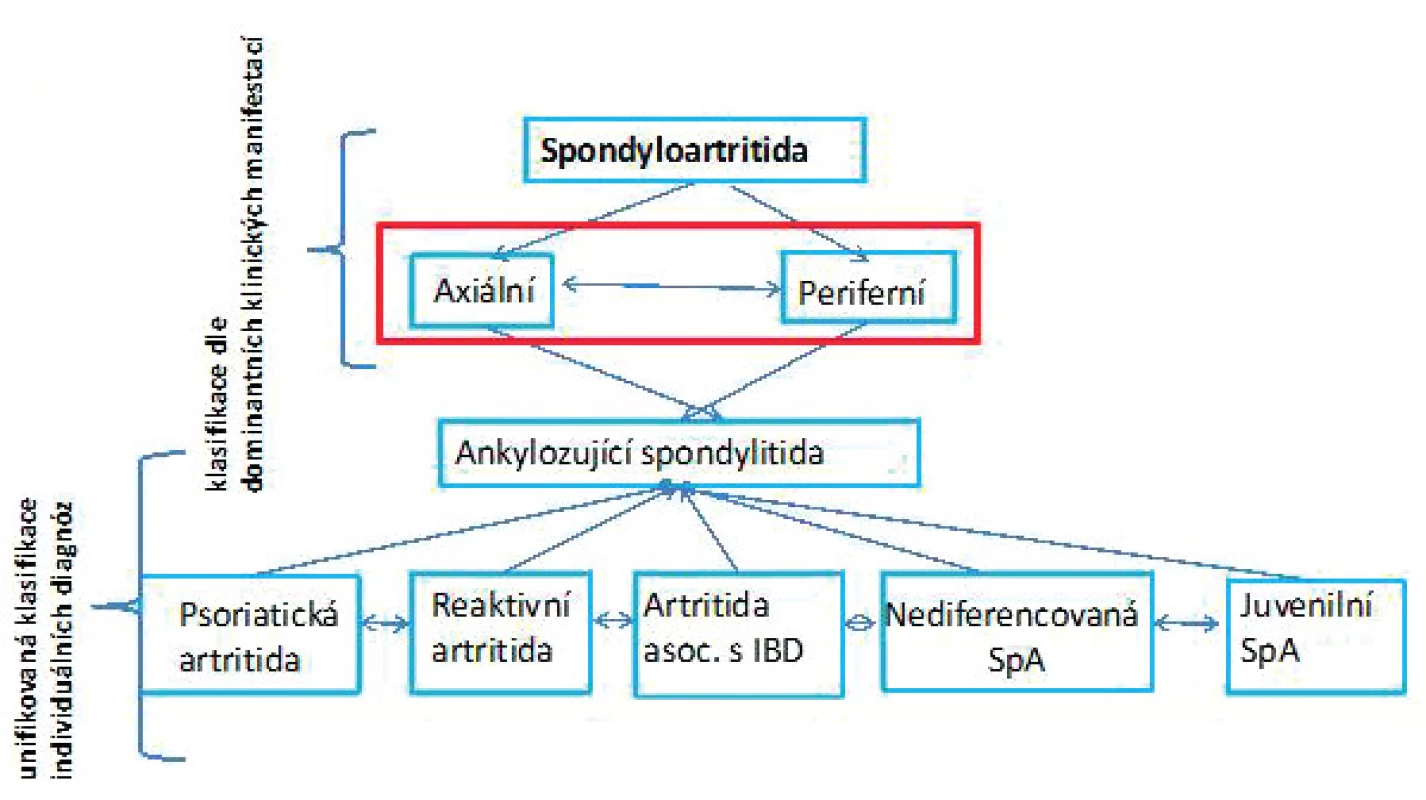 Možnosti dělení spondyloartritid (SpA). Tradiční je dělení na jednotlivá onemocnění
(unifikovaná klasifikace individuálních diagnóz), kdy rozlišujeme ankylozující spondylitidu
(AS), psoriatickou artritidu (PsA), reaktivní artritidu (ReA), artritidu asociovanou
s idiopatickým střevním zánětem (enteropatickou SpA), nediferencovanou SpA a juvenilní
formy SpA. Nověji se využívá dělení dle dominujících příznaků na axiální nebo periferní
SpA. U axiální SpA jsou hlavní projevy onemocnění důsledkem zánětu osového skeletu,
v oblasti křížokyčelního skloubení (sakroileitida) nebo meziobratlových skloubení páteře
(spondylitida). U periferní SpA jsou zánětem postiženy klouby a enteze periferního skeletu
(nejčastěji se jedná o velké a střední klouby dolních končetin) (upraveno dle Zeidler et al.
2011).