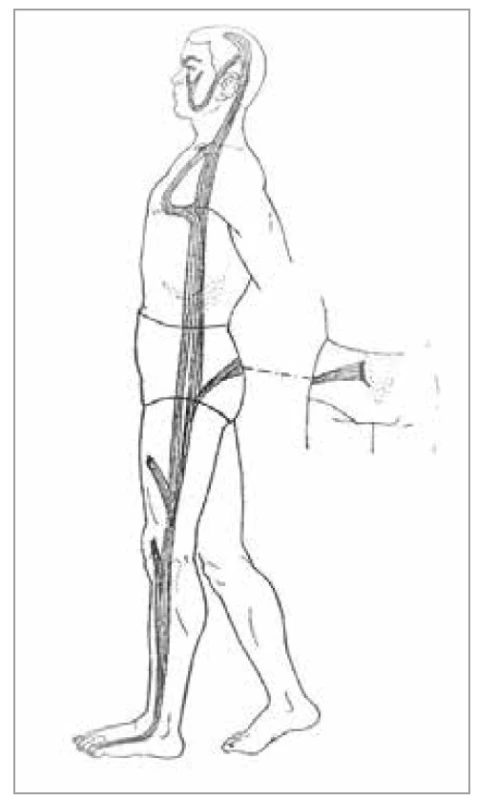 Šľachovo-svalová dráha
žlčníka<br>
Fig. 21. Tendon-muscle path of the
gallbladder