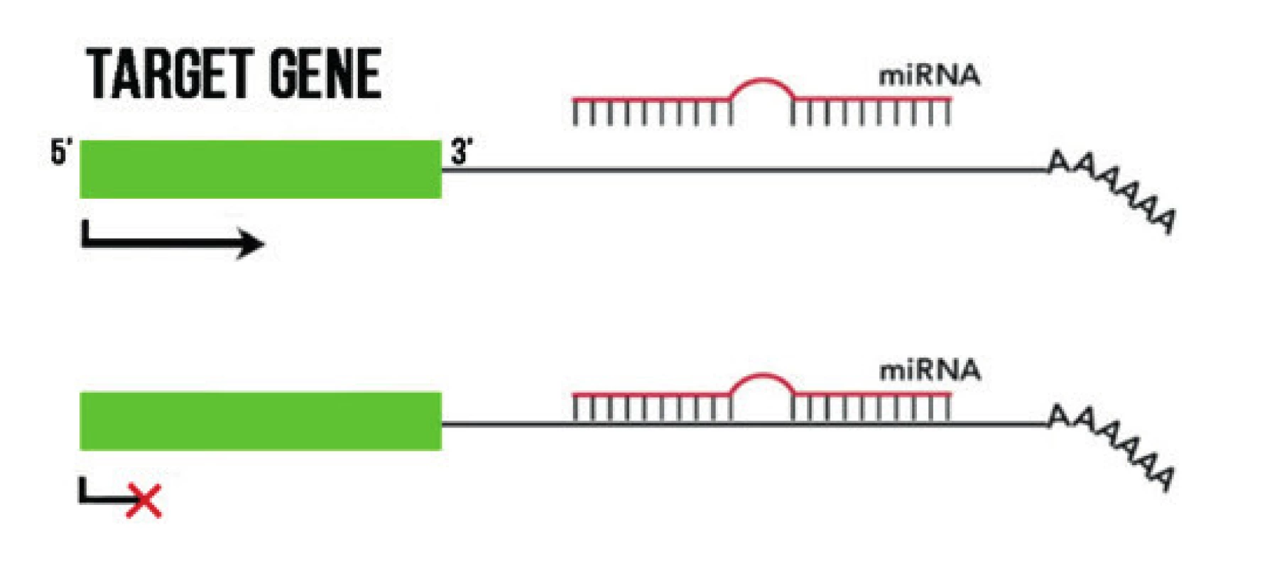 Mechanism of effect of miRNA. By binding to a complementary
sequence in 3 areas of the target mRNA it prevents their transcription.