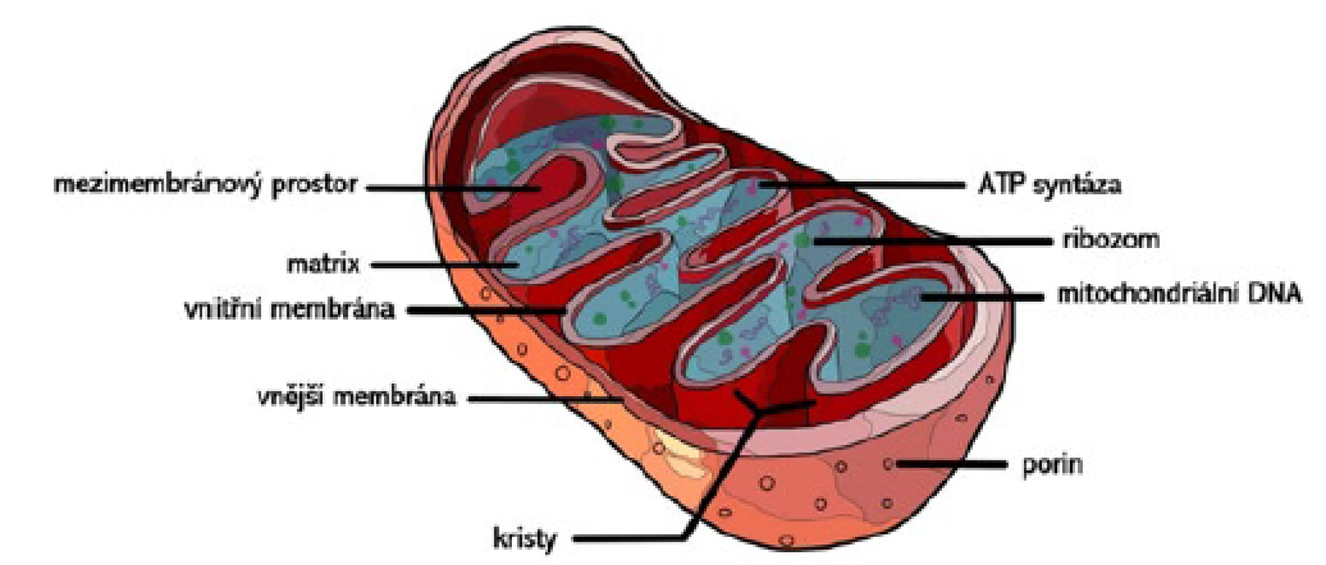 Stavba mitochondrie