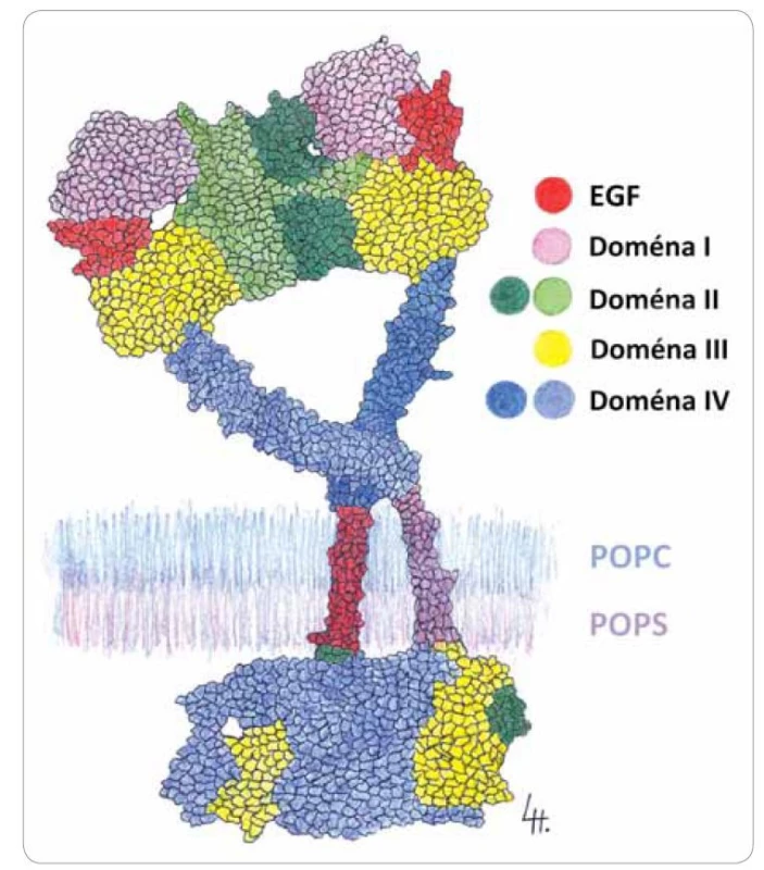 Molekulárně-dynamický model dimerizovaného receptoru z rodiny
EGFR podle studie Arkhipova et al [17] a Tsai et al [18]. Červeně je vyznačena doména
s vazebním místem pro ligand, kterým může být EGF-like doména neuregulinu.