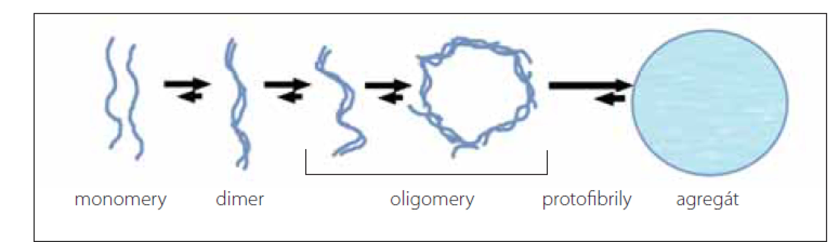 Schéma procesu agregace α-synukleinu – přeloženo z [5].<br>
Fig. 1. Scheme of the α-synuclein aggregation process – translated from [5].