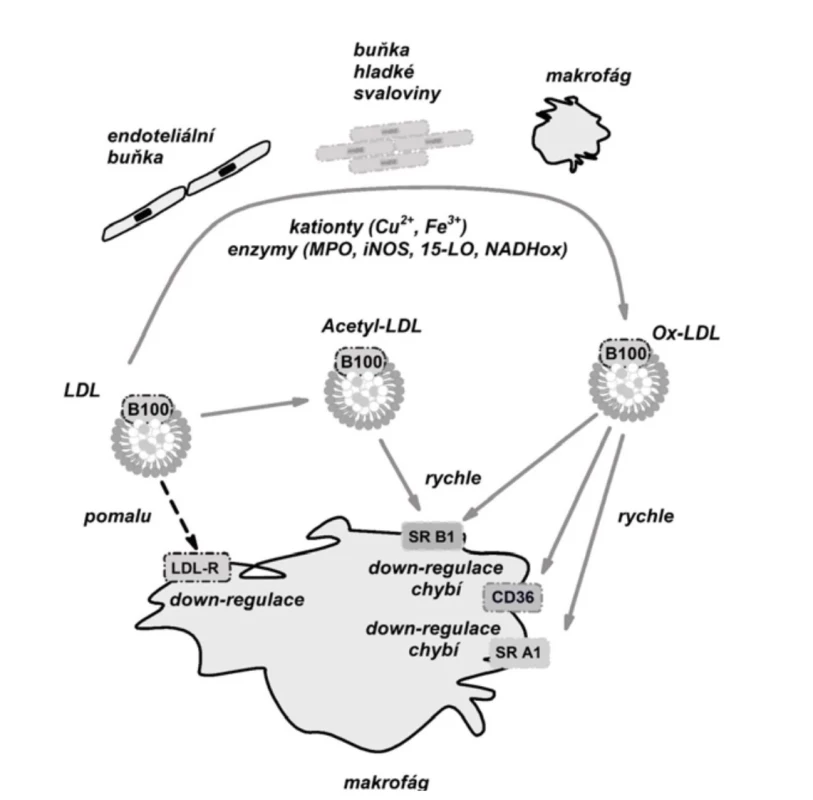 Regulace homeostázy cholesterolu, oxidativní modifikace LDL a vznik xantomu