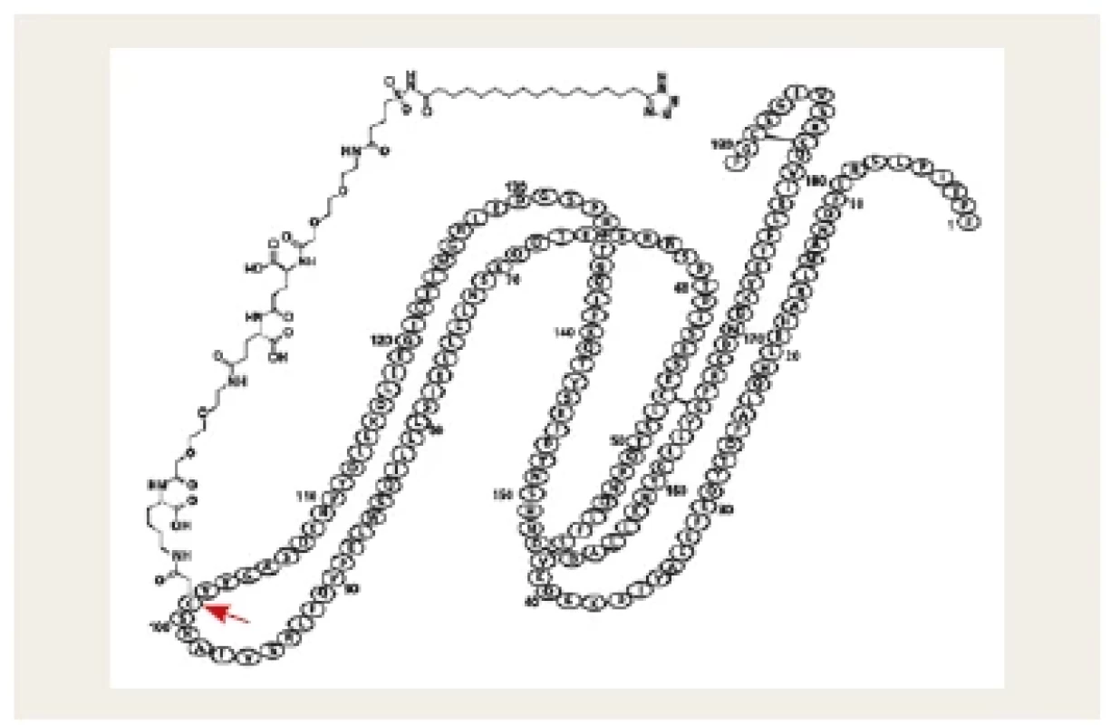 Schematické znázornění molekuly somapacitanu. V původní
molekule rhGH byla na pozici 101 zaměněna aminokyselina (označena
šipkou). Na tuto aminokyselinu je ukotvena mastná kyselina,
na kterou se nekovalentně reverzibilně váže plazmatický albumin.