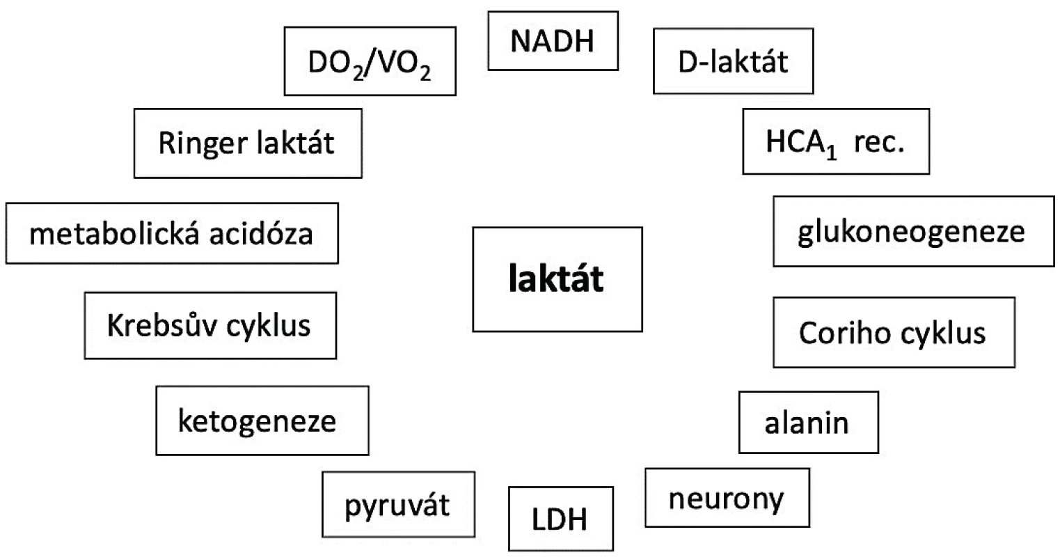 Komplexnost laktátového metabolismu
NADH – nikotinadenindinukleotid, LDH – laktát dehydrogenáza,
HCA1 – hydroxycarboxilic acid receptor 1