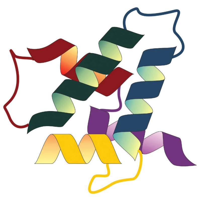 Struktura proteinu AIF-1; upraveno podle: https://
en.wikipedia.org/wiki/Allograft_inflammatory_factor_1#/media/
File:Protein_AIF1_PDB_2d58.png