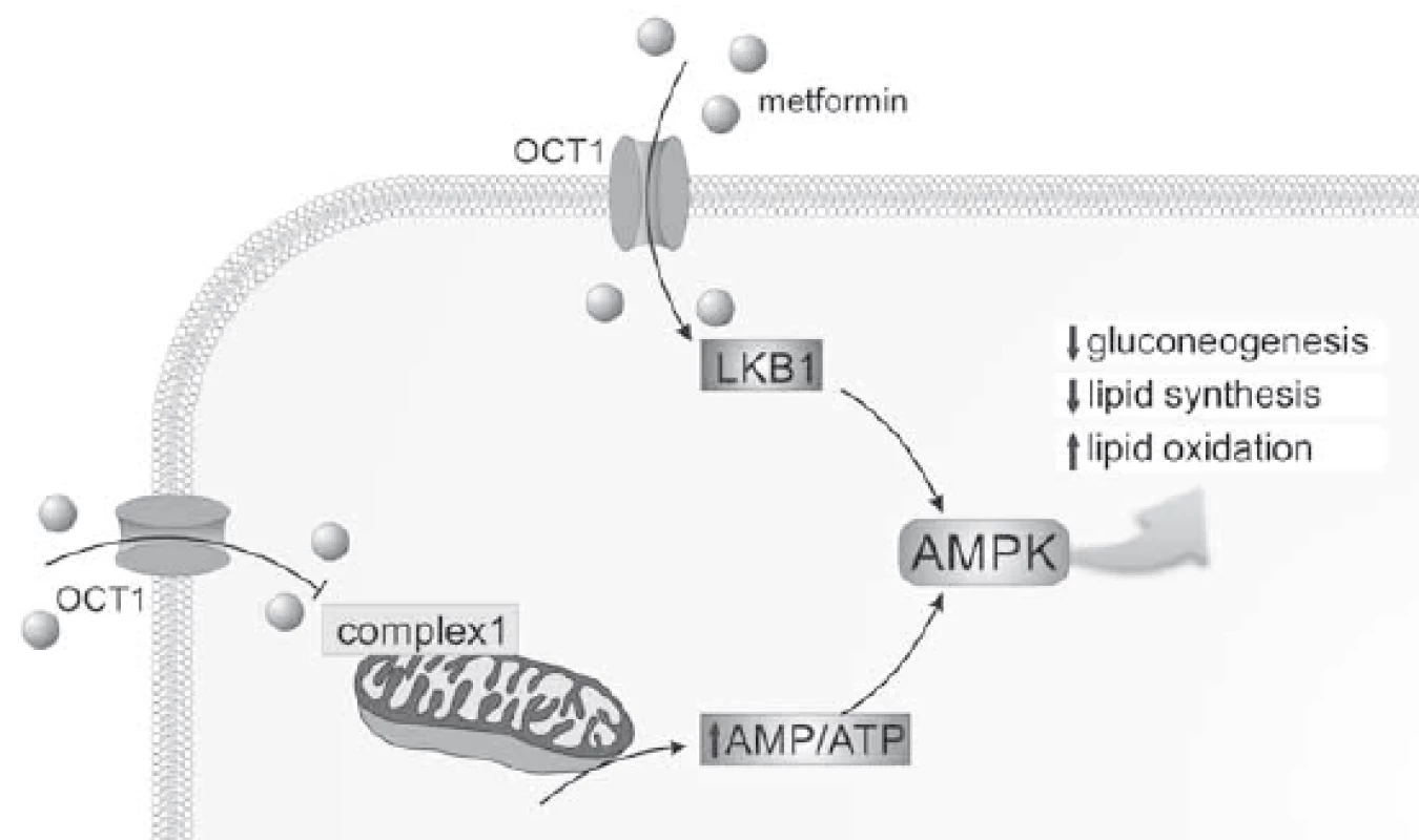 The eff ect of metformin on hepatocytes.<br>
Metformin activates AMPK through inhibition of complex 1 of the mitochondrial respiratory
chain and through liver kinase B1. AMPK then inhibits gluconeogenesis and lipid synthesis
and activates lipid oxidation.
