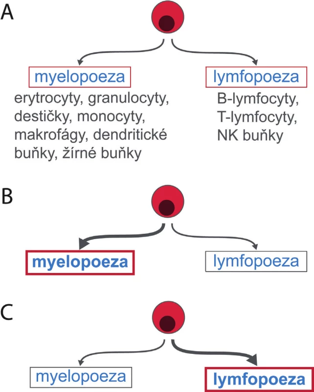 Myelodní-lymfoidní krvetvorné kmenové buňky nejsou
homogenní populací. Některé mají potenciál pro tvorbu myeloidních
a lymfoidních buněk stejný (A), jiné více podporují myelopoezu (B),
jiné lymfopoezu (C).
