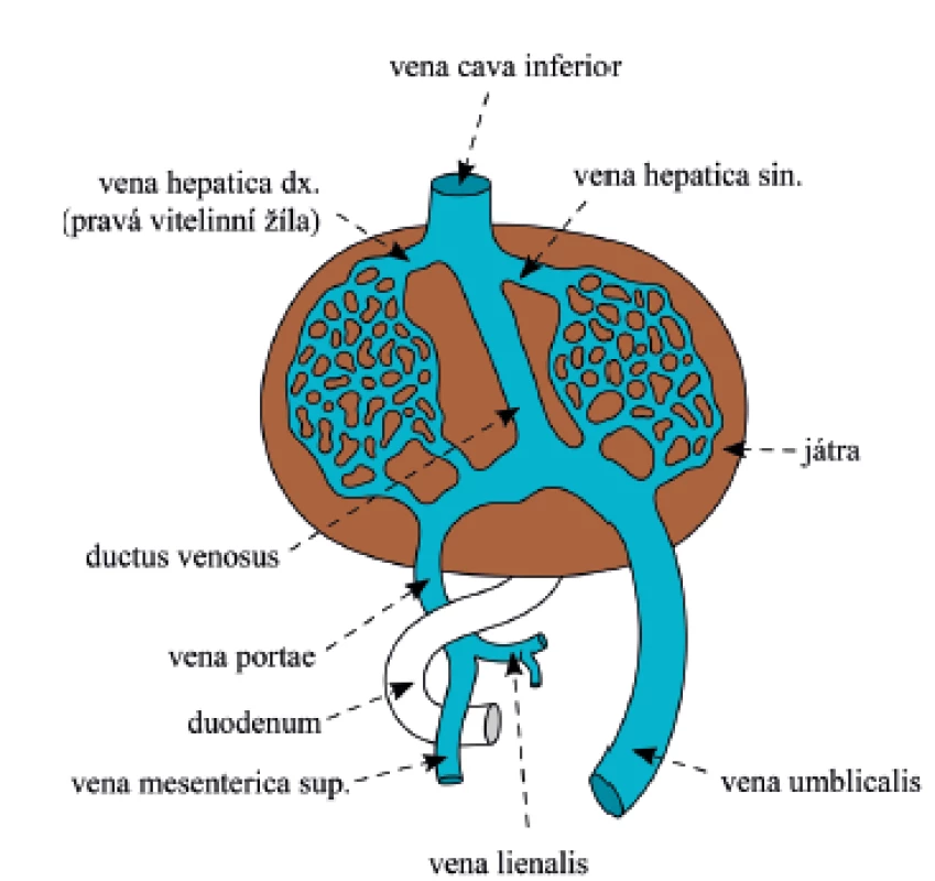 Schematické zobrazení fetálního venózního zásobení jater. Vitelinní vény tvoří v okolí jater sinusoidy, pravá vitelinní véna se stává základem hepatálního úseku VCI (převzato a volně upraveno podle [1]).