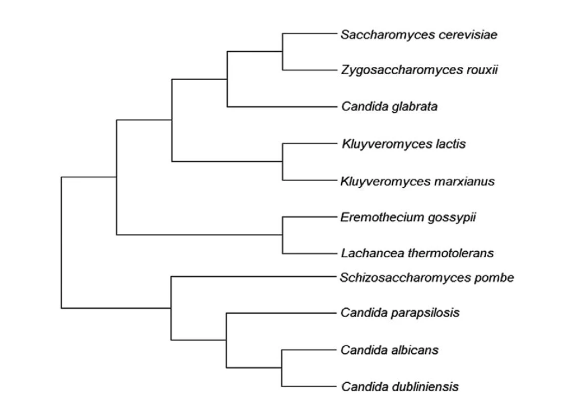 Fylogenetický strom vybraných kvasiniek (Eremothecium gossypii – vláknitá huba blízko príbuzná
kvasinkám)<br>
Figure 1. Phylogenetic tree of selected yeasts (Eremothecium gossypii – a filamentous fungus closely related
to yeasts)