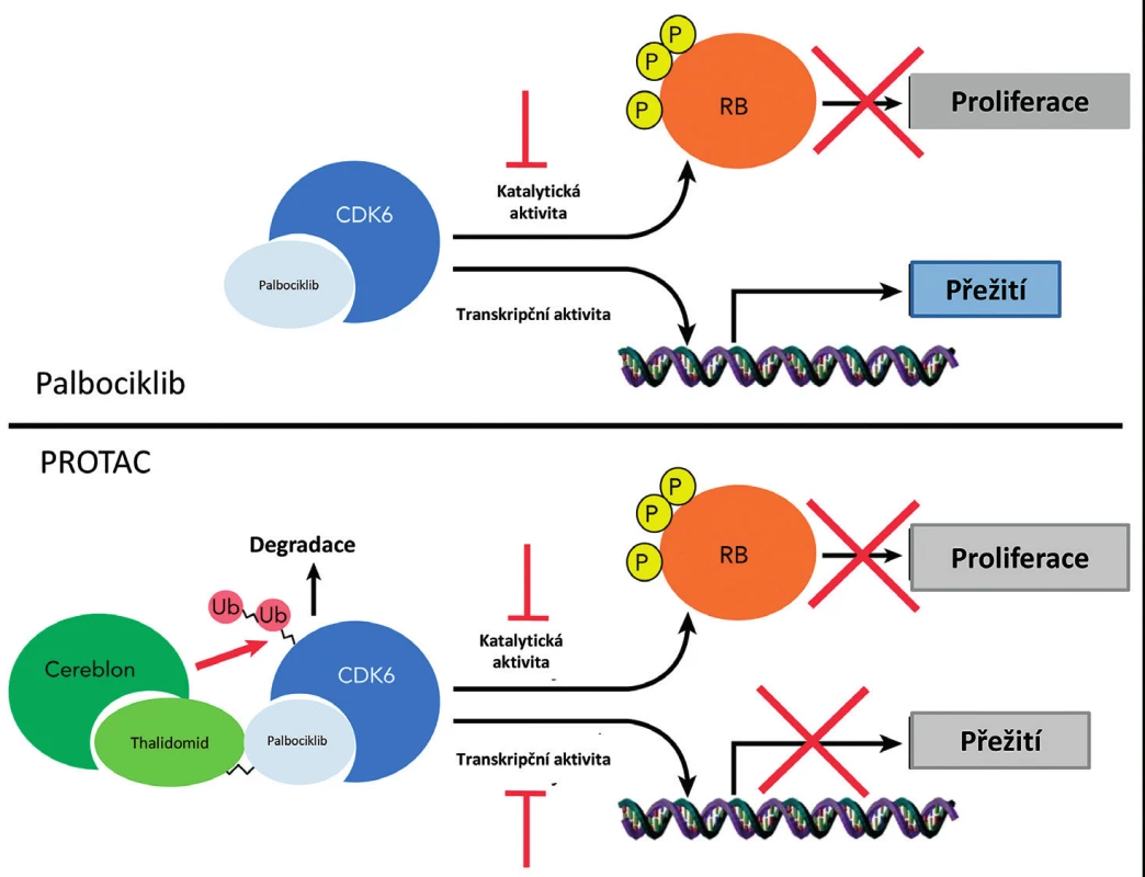 Působení molekuly PROTAC YX-2-107 připravené za použití palbociklibu jako ligandu pro CDK6,
která je polyubikvitována a následně degradována v proteazomech.
CDK6 – cyclin-dependent kinase 6, P – fosfátová skupina, RB – protein retinoblatomu, Ub – ubikvitin