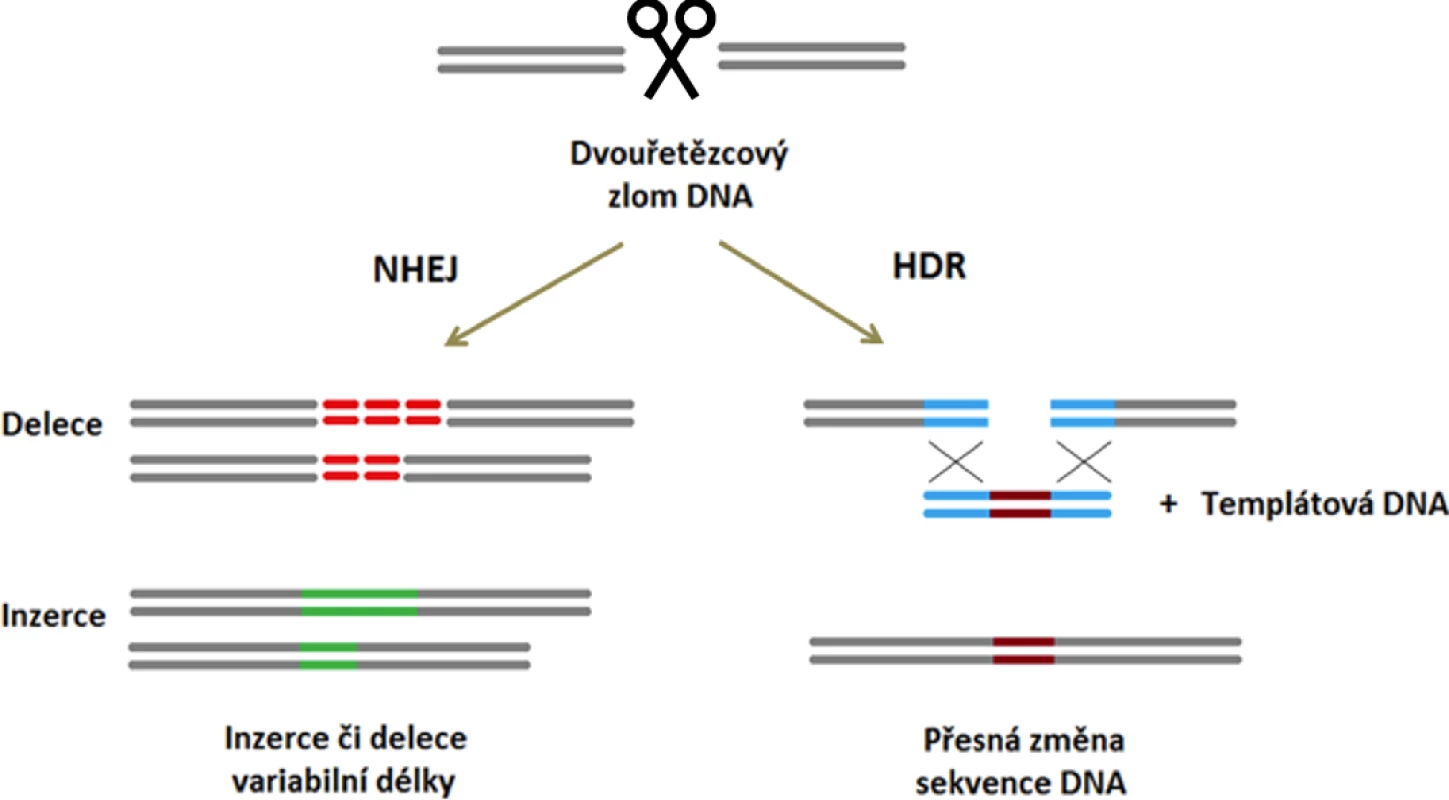Základní mechanismy opravy dvouřetězcových zlomů DNA a jimi zprostředkované změny v nukleotidové sekvenci