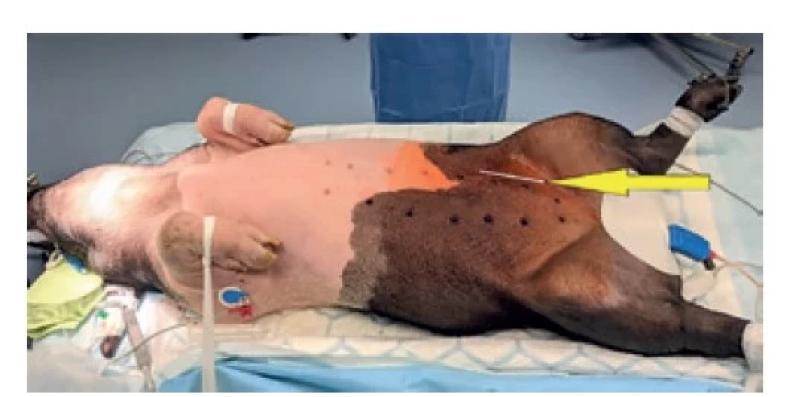 Zvíře v celkové anestezii, pozice řezu<br>
Fig. 1: Animal in general anaesthesia; the incision location