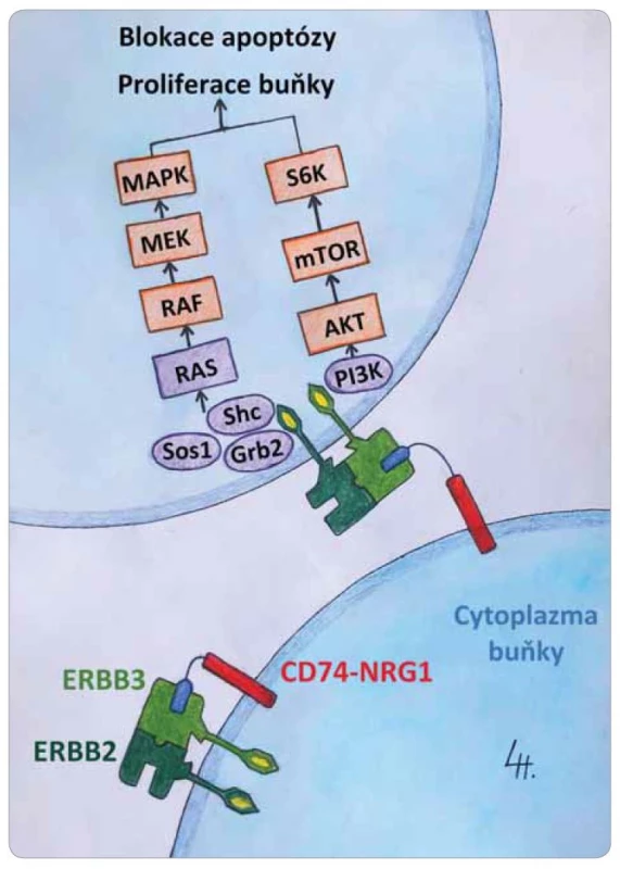 Schematické znázornění aktivace
kanonických onkogenních drah PIK, MAPK
v buňce po aktivaci membránového receptoru
ERBB3 neuregulinem 1 a následné dimerizaci
s ERBB2.
