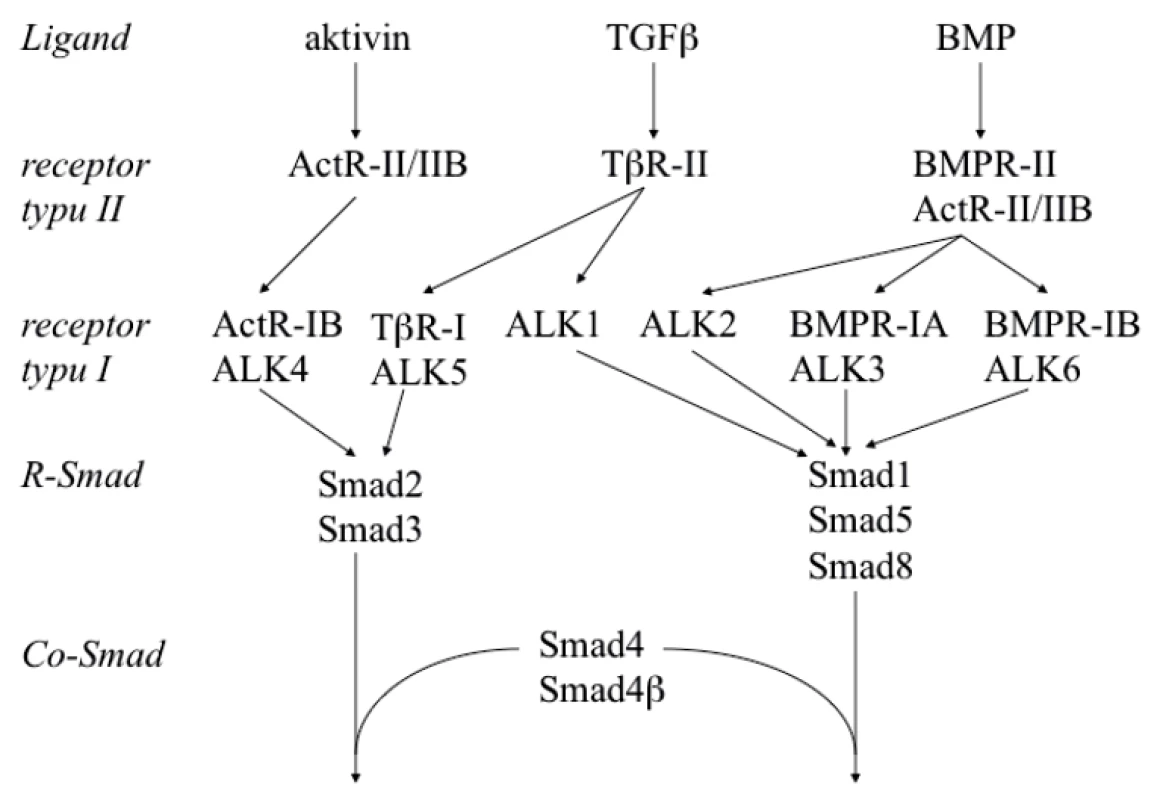 Přenos signálu TGF-β, aktivinů a BMP<br>
Receptory typu I (ALK3, ALK4, ALK5 a ALK6) jsou označeny dvěma způsoby. Smad 4β byl nalezen
pouze u žáby Xenopus laevis, kde učinkuje v raném vývoji. U člověka existuje jako Co-Smad pouze
Smad 4.